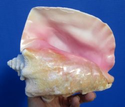6-3/4 by 5-3/4 inches Pink Conch Shell, Queen Conch for Sale - Buy this one for $13.99