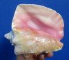 6-3/4 by 5-3/4 inches Pink Conch Shell, Queen Conch for Sale - Buy this one for $13.99