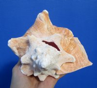 6-3/4 by 5-3/4 inches Pink Conch Shell, Queen Conch for Sale - Buy this one for $13.99