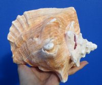 6-3/4 by 5-3/4 inches Pink Conch Shell, Queen Conch for Sale - Buy this one for $13.99