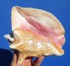 6-7/8 by 5-1/4 inches Pink Conch Shell, Queen Conch Shell for Sale - Buy this one for $13.99