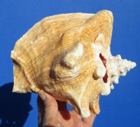 6-7/8 by 5-1/4 inches Pink Conch Shell, Queen Conch Shell for Sale - Buy this one for $13.99
