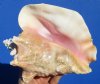 7-3/4 by 6-1/4 inches Real Pink Conch Shell for Sale, Queen Conch - Buy this one for $13.99