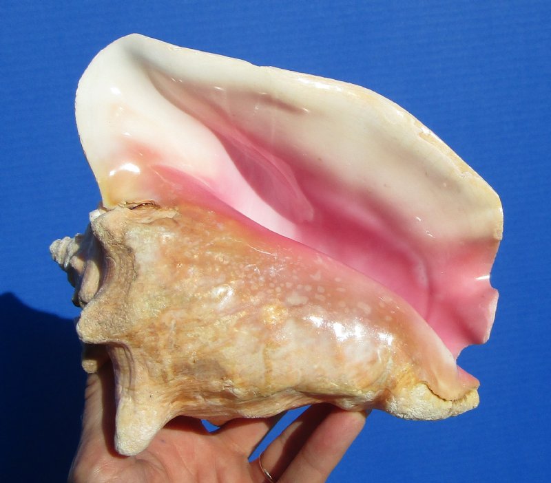 65/8 by 53/4 inches Authentic Pink Conch Shell for Sale