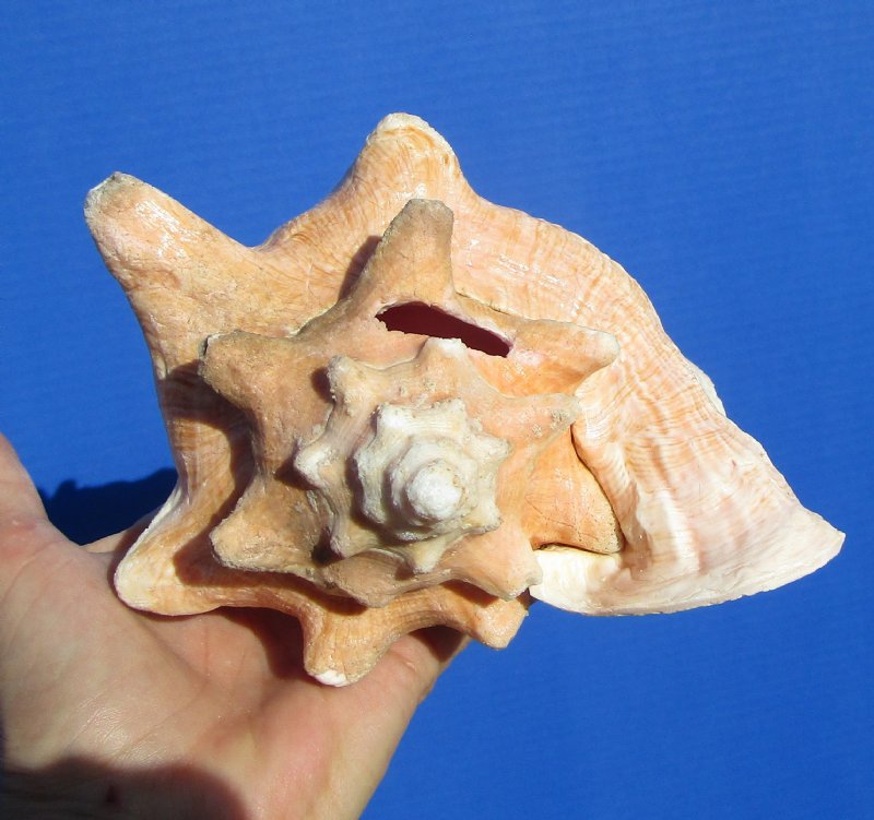 65/8 by 53/4 inches Authentic Pink Conch Shell for Sale