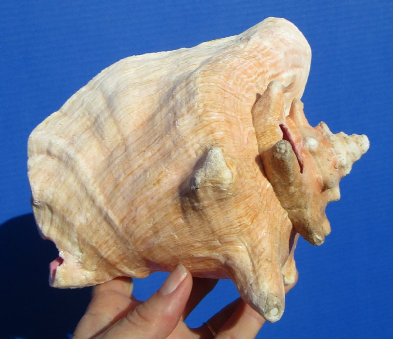 65/8 by 53/4 inches Authentic Pink Conch Shell for Sale