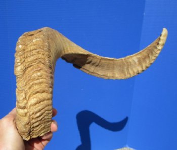 25-3/4 inches Real Merino Ram, Sheep Horn for Sale - Buy this one for $25.99