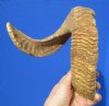 26 inches African Merino Ram, Sheep Horn for Sale - Buy this on for $25.99
