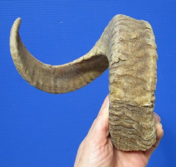 24 inches Authentic Merino Ram, Sheep Horn for Sale - Buy this one for $24.99