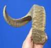 24 inches Authentic Merino Ram, Sheep Horn for Sale - Buy this one for $24.99