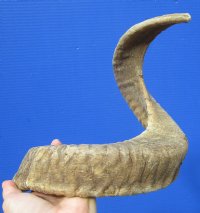 24 inches Authentic Merino Ram, Sheep Horn for Sale - Buy this one for $24.99