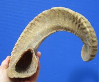 24 inches Authentic Merino Ram, Sheep Horn for Sale - Buy this one for $24.99