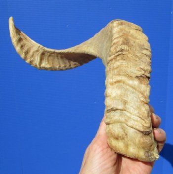 23-1/4 inches African Merino Ram, Sheep Horn for Sale - Buy this one for $23.99