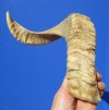 23-1/4 inches African Merino Ram, Sheep Horn for Sale - Buy this one for $23.99