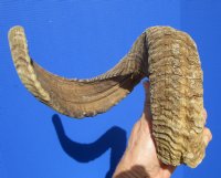 27-1/4 inches Merino Ram, Sheep Horn for Sale - Buy this one for $27.99