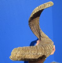 27-1/4 inches Merino Ram, Sheep Horn for Sale - Buy this one for $27.99