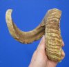 28-1/4 inches African Merino Ram, Sheep Horn for Sale - Buy this one for $28.99
