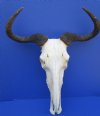 20-1/2 inches wide African Blue Wildebeest Skull and Horns for Sale - Buy this on for $89.99