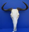 21-3/4 inches African Blue Wildebeest Skull and Horns for Sale - Buy this one for $99.99
