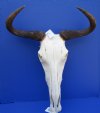 21 inches wide African Blue Wildebeest Skull and Horns (missing section of underside of skull) - Buy this one for $84.99