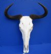 19 inches wide Female Blue Wildebeest Skull for Sale (damage on the underside of skull) - Buy this one for $84.99