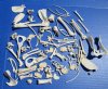 100 Assorted Raccoon, Opossum, Boar Bones 3/4 to 6 inches - Buy the 100 shown for .45 each