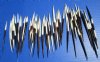 50 Grade 2 African Porcupine Quills Up to 5 inches (Some with Damaged Tips, Tiny Holes) - Buy these for <font color=red> .40 each</font> )Plus $6.50 First Class Mail)