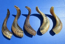 Five Indian Ram, Sheep Horns for Sale, Buffed to a Light Shine, 11-1/2 to 13 inches long - for $12.00 each