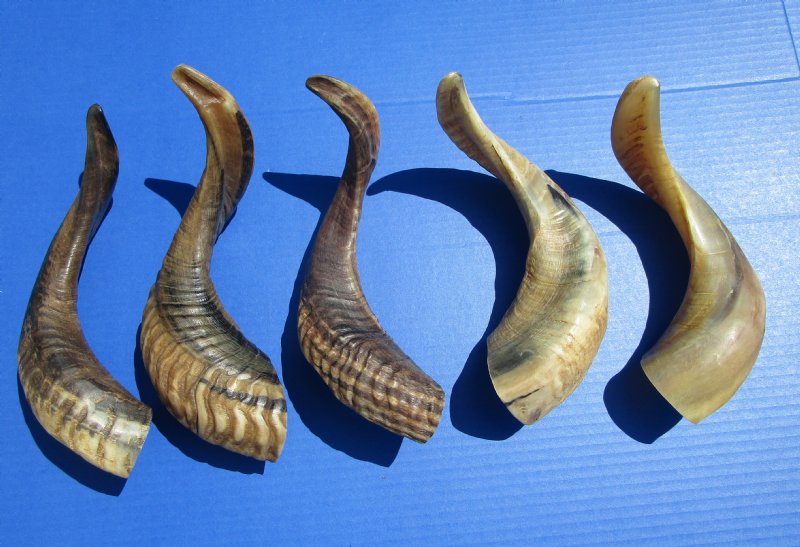 Five Indian Ram, Sheep Horns for Sale, Buffed to a Light Shine