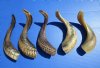 Five Indian Ram, Sheep Horns for Sale, Buffed to a Light Shine, 11-1/2 to 13 inches long - You are buying the 5 pictured for $12.00 each