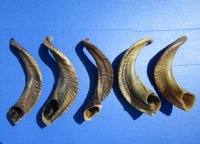 Five Indian Ram, Sheep Horns for Sale, Buffed to a Light Shine, 11-1/2 to 13 inches long - for $12.00 each