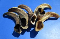 Five Indian Ram, Sheep Horns for Sale, Buffed to a Light Shine, 11-1/2 to 13 inches long - for $12.00 each