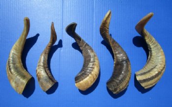 Five Indian Sheep Horns for Sale 9-1/2 to 13-1/2 inches (Buffed to a Light Shine) - Buy these 5 for $12.00 each