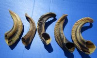 Five Indian Sheep Horns for Sale 9-1/2 to 13-1/2 inches (Buffed to a Light Shine) - Buy these 5 for $12.00 each