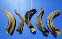 Five Indian Sheep Horns for Sale 9-1/2 to 13-1/2 inches (Buffed to a Light Shine) - Buy these 5 for $12.00 each