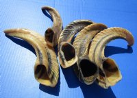 Five Indian Sheep Horns for Sale 9-1/2 to 13-1/2 inches (Buffed to a Light Shine) - Buy these 5 for $12.00 each