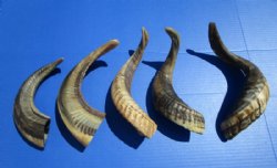 5 Indian Ram, Sheep Horns for Sale, Buffed to a Light Shine  10-3/4 to 14-1/2 inches - You are buying these for $12.00 each