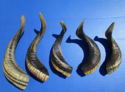 Five Indian Ram, Sheep Horns for Sale 11-1/2 to 15 inches (Buffed to a Light Shine) - Buy the 5 pictured for $12.00 each