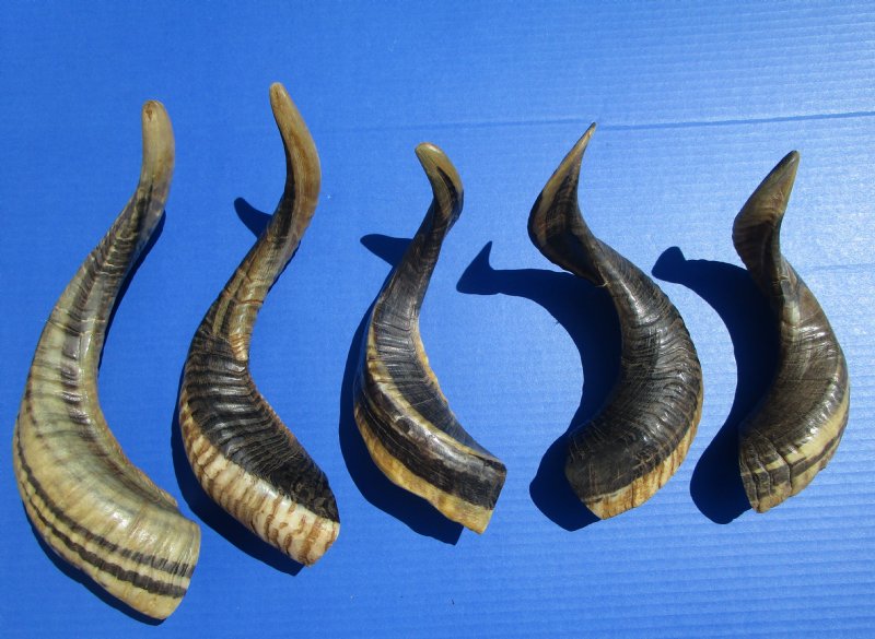 Five Indian Ram, Sheep Horns for Sale 111/2 to 15 inches (Buffed