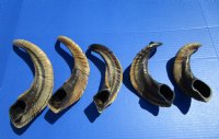 Five Indian Ram, Sheep Horns for Sale 11-1/2 to 15 inches (Buffed to a Light Shine) - Buy the 5 pictured for $12.00 each