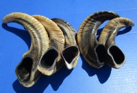 Five Indian Ram, Sheep Horns for Sale 11-1/2 to 15 inches (Buffed to a Light Shine) - Buy the 5 pictured for $12.00 each