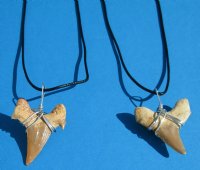 Two Moroccan Fossil Shark Tooth Necklaces with a 1-1/2 inches Shark's Tooth Pendants - <font color=red>$21.60</font> (Plus $5.00 Postage)