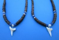 Two Brown Coconut with Blue Beads Necklaces with a 1 inch Shortfin Mako Tooth Pendants - <font color=red>$15.99</font>  (Plus $7.00 Postage)