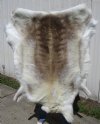 54 by 54 inches Gorgeous Light Colored Reindeer Hide, Skin Fur - Buy this one for $154.99
