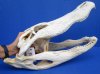 20-1/2 inches <font color=red> Discount Large</font> Florida Alligator Skull for Sale (No Teeth) - Buy this one for $49.99