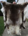 55 by 46 inches Finland Reindeer Hide, Skin Fur <font color=red> Beautiful  Large Hide</font> - Buy this one for $154.99