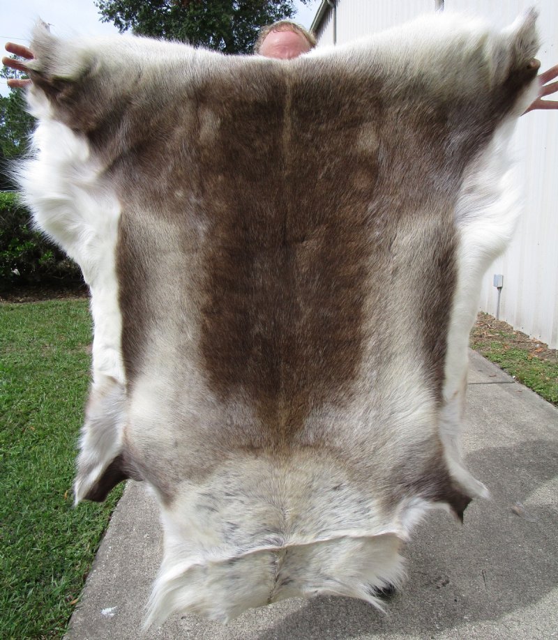 55 by 48 inches Finland Reindeer Hide, Skin Fur