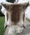 55 by 48 inches Finland Reindeer Hide, Skin Fur <font color=red> Spectacular  Large Hide</font> - Buy this one for $154.99