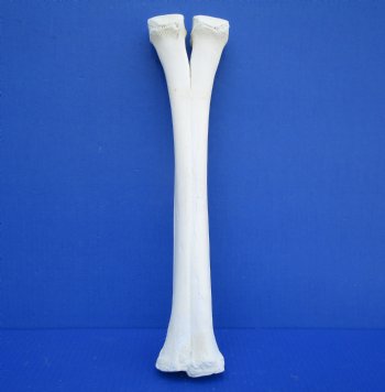 Authentic Camel Leg Bone 15-1/2 by 3-3/4 inches for $29.99