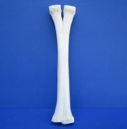 Authentic Camel Leg Bone 15-1/2 by 3-3/4 inches for $29.99